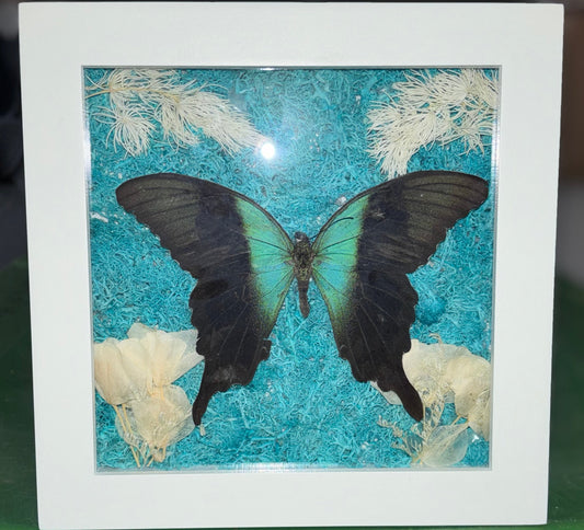 Peacock Swallowtail Picture Frame