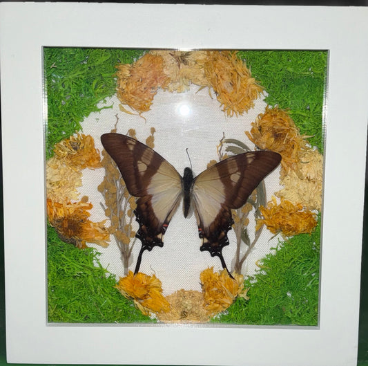 Servile Swallowtail Picture Frame