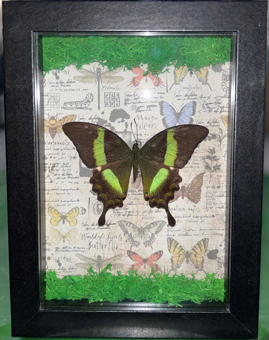 Green Swallowtail Picture Frame